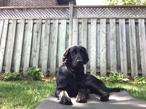 puppy proof fencing