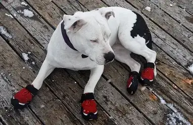 Best Dog Shoes That Stay On For Running Hiking Doggie Sport