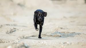 Black Labrador Retriever run long distances?