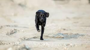 can labradors run long distances