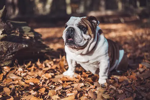 Bulldog Sitting In Leaves