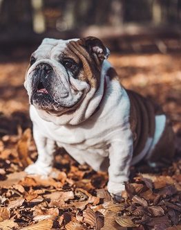 Bulldog Sit In Leaves