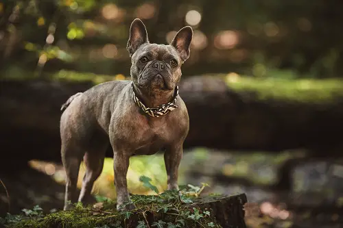 Bulldog Ready To Run