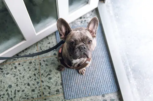 French Bulldog On Leash Walk