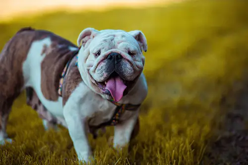 Bulldog Running In Grass