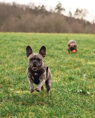 Bulldogs Running