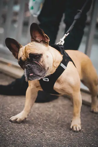 Bulldog Ready To Walk