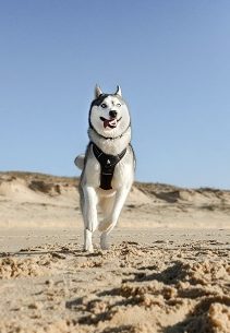 Husky Running