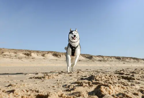 Dog running and canicrossing on the beach.