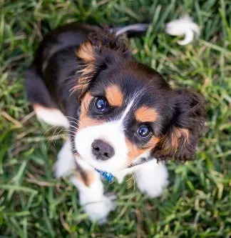 Puppy Cavalier King Charles Spaniel Outside
