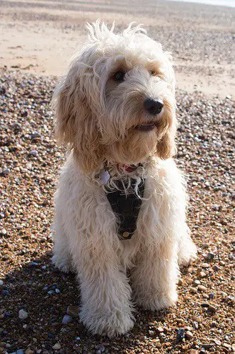 Cockapoo Ready To Run