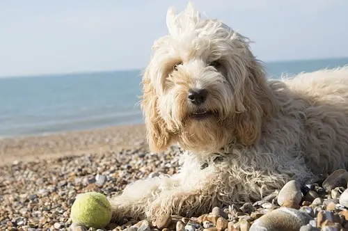 Cockapoo With Ball Toy