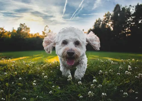 Cockapoo Running In Grass