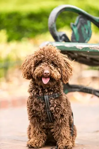 A Cockapoo Is Waiting To Run