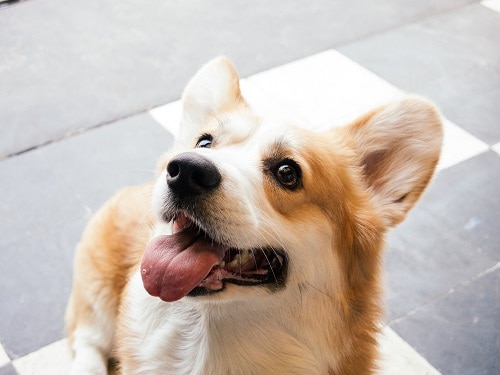 running with a corgi