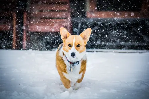 Corgis Running In Snow