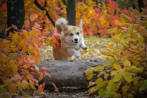 running with a corgi