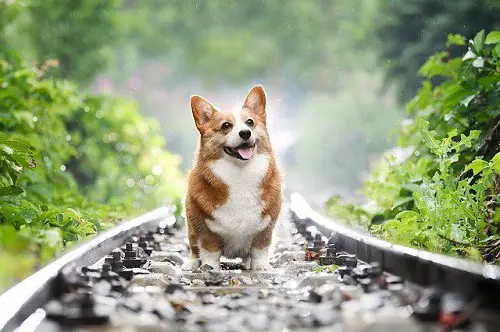 running with a corgi