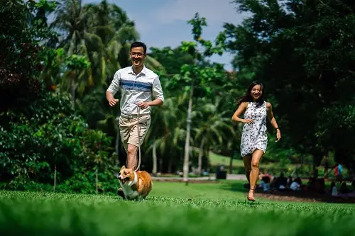 Corgis Running With Owners