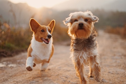 Corgis Running With Dog