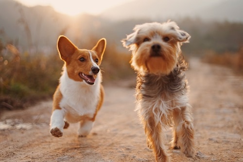 running with a corgi