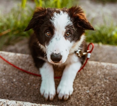 Cute Dog On leash