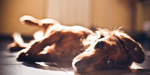 Dachshund Running Lay Down