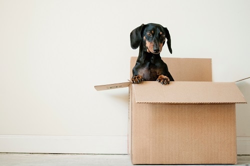 Dachshund In Box