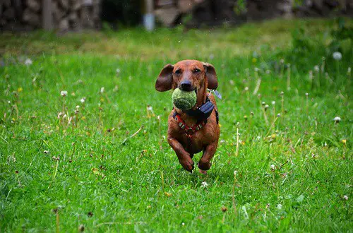 Dachshund Running Ball