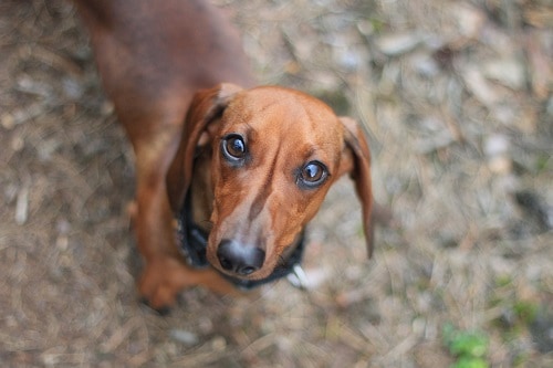 Dachshund Ready To Run