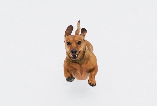 Dachshund Running