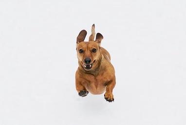 is jumping bad for dachshunds