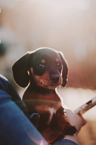 Puppy Dachshund