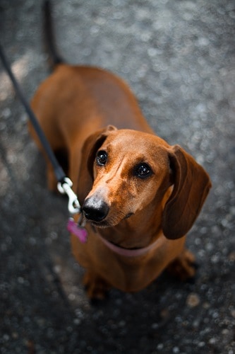 Dachshund On-Leash