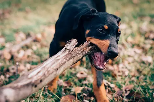 Doberman Chewing To Spend His Energy