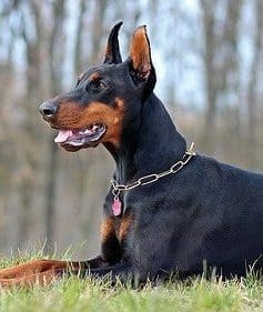 Doberman Ready To Run