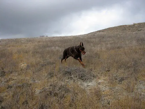 Doberman Running In The Fields