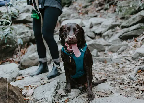 Dog Backpacking Hiking In Rocks