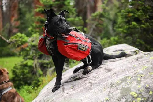 Dog Backpack Hiking