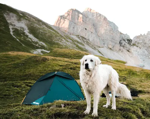 Camping Dog Tent