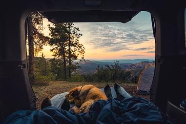 can dogs sleep in a tent