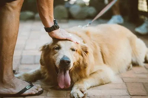 Dog Collapse On-Leash