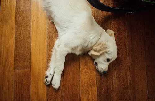 Dog Collapse On Floor