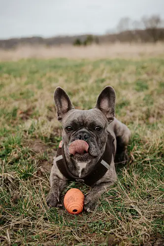 Dog Playing With Toys