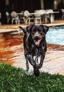 Dog Running Hot Day