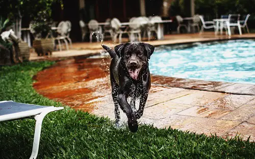 Dog Running Wet