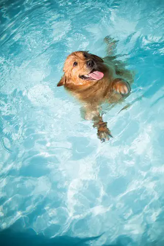 Golden Retrivever Dog Swimming