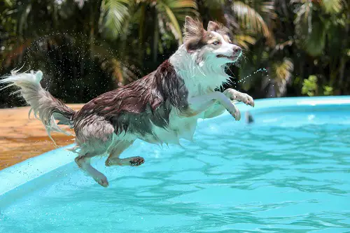 Dog Jumping In The Water