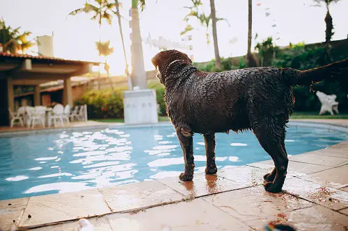 Dog Ready To Swim