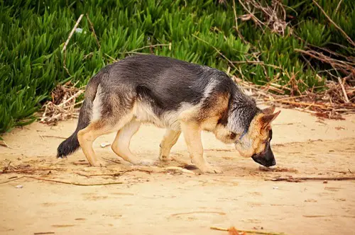 Dog Sniff While Walking